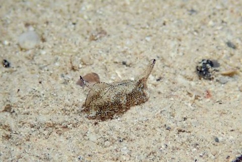 ウミコチョウ科の1種