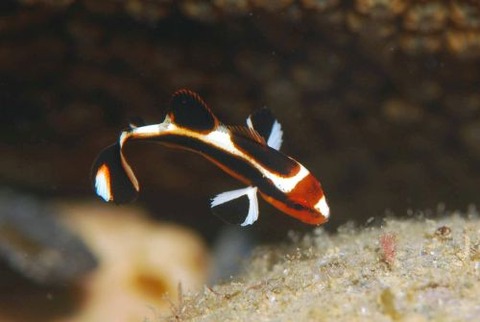 ヒレグロコショウダイ