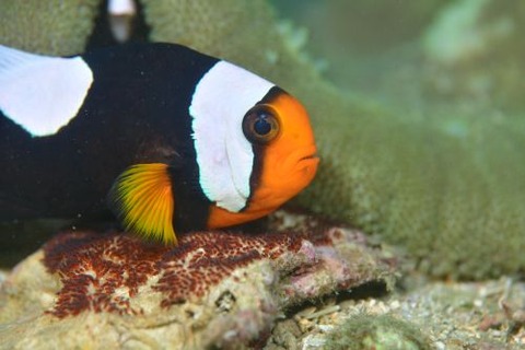 トウアカクマノミ