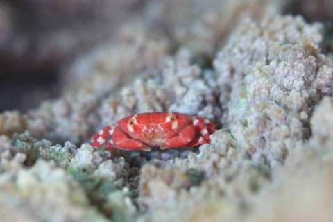 ヒメベニオウギガニ