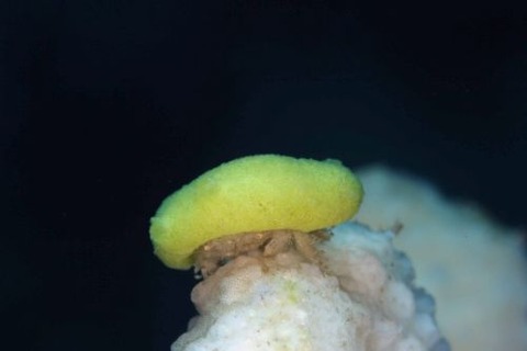 カイカムリ科の1種