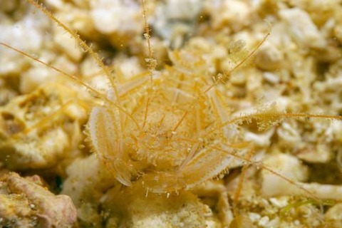 サンゴヒメエビ