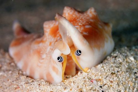 ウラスジマイノソデ