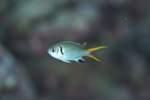 モンスズメダイ