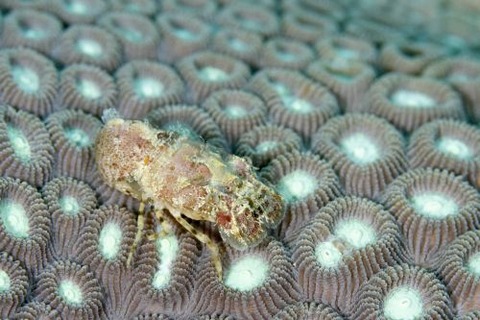 セミエビ科の1種