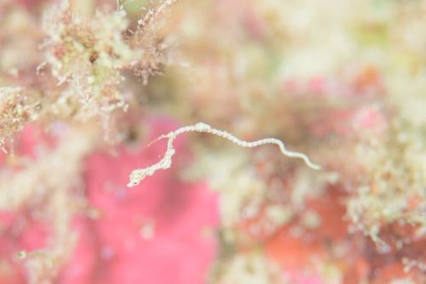 キオネミクティス・ルメンガニィ