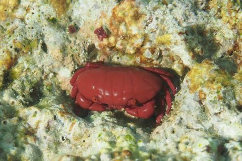 オウギガニ科の1種