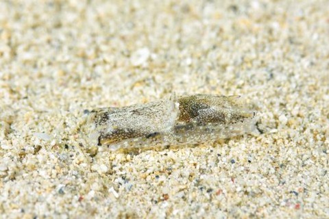 カラスキセワタ