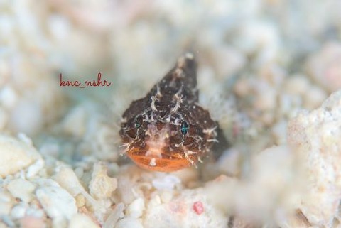 サンゴカサゴ