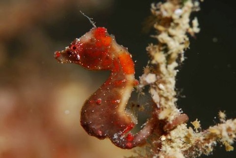 Hippocampus severnsi