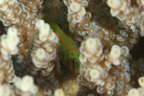 アカテンコバンハゼ