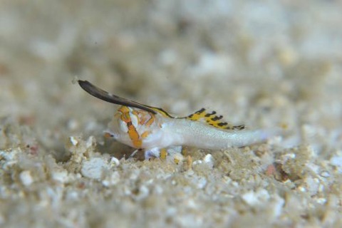 イッポンテグリ