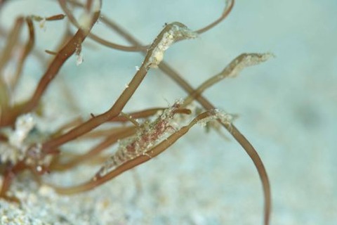 ヒラツノモエビ