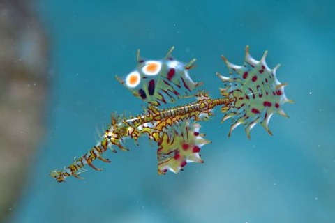 ニシキフウライウオ