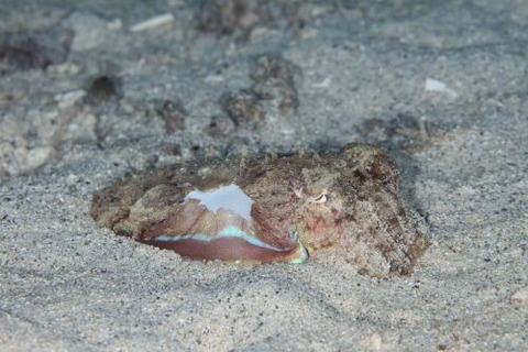 コウイカのなかま