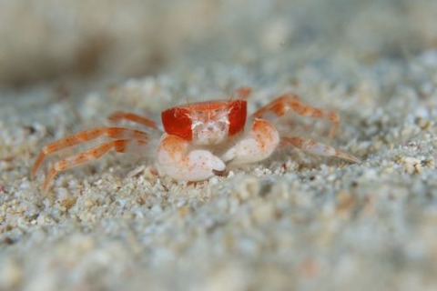 ケブカガニ科の1種