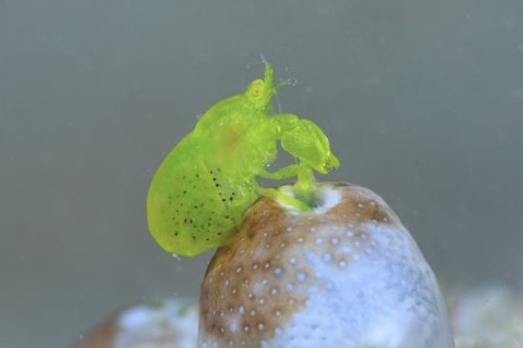 Periclimenaeus storchi