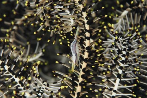 アンボンウミシダヤドリエビ