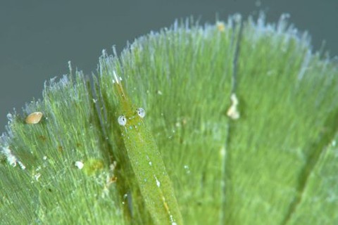 ヒラツノモエビ