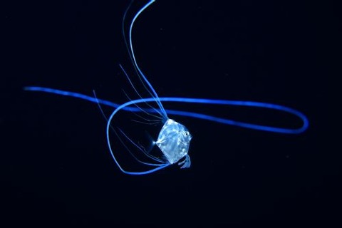 刺激的な水中生物