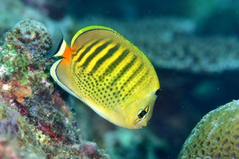 シチセンチョウチョウウオ