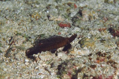 ホタテツノハゼ