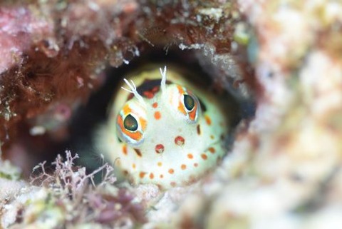 モンツキカエルウオ