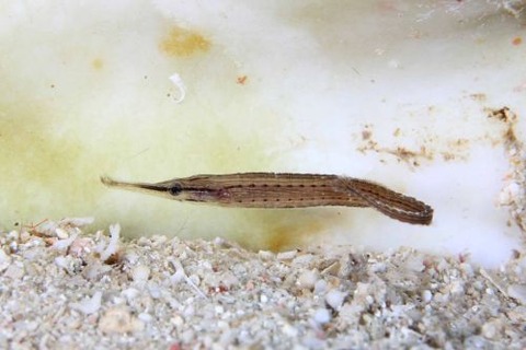 ハシナガチゴヨウジ