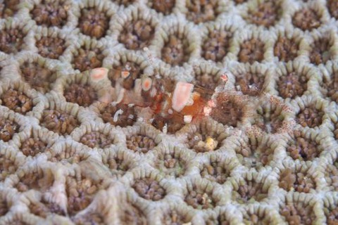 ハモポントニア・コラリコーラ