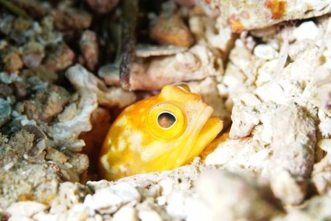 ホシカゲアゴアマダイ