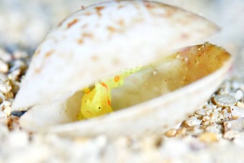 イロカエルアンコウ