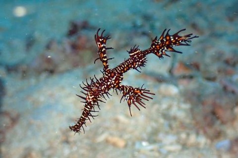 ニシキフウライウオ