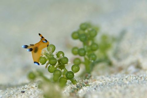 ウデフリツノザヤウミウシ