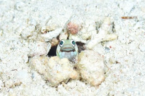 メガネアゴアマダイ