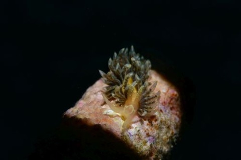 ワグシミノウミウシ