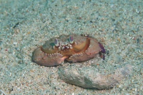 カラッパモドキ