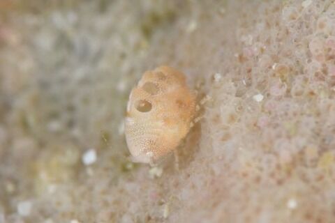 ヨコエビのなかま