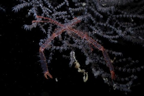 クモエビ属の1種