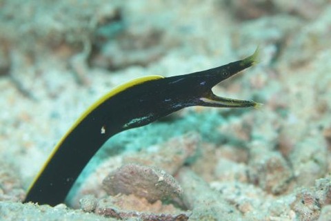 ハナヒゲウツボ