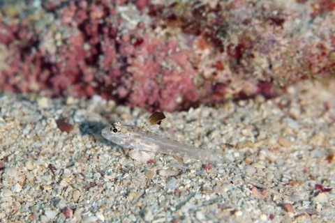 ツマグロサンカクハゼ