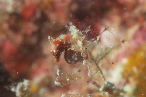 Hippocampus severnsi