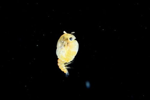 刺激的な水中生物