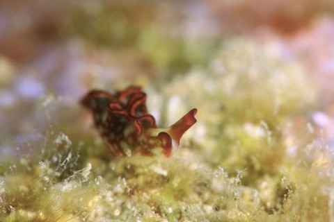 クシモトミドリガイ