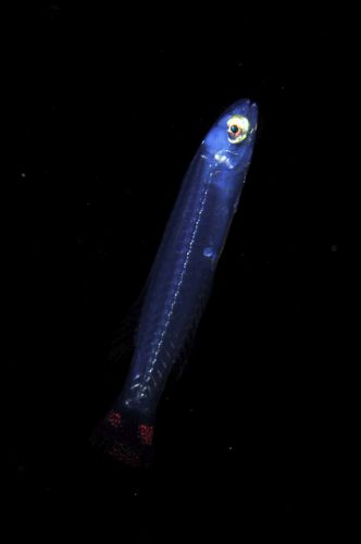 刺激的な水中生物