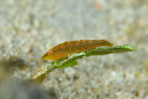 ウミショウブハゼ属の1種