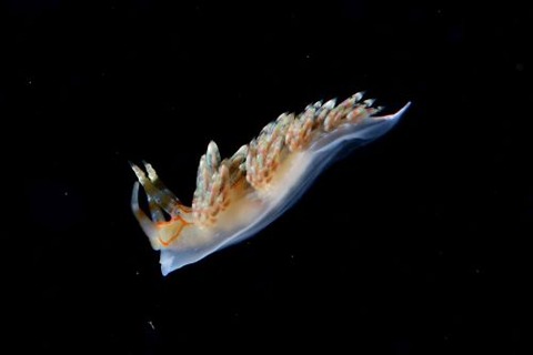 刺激的な水中生物