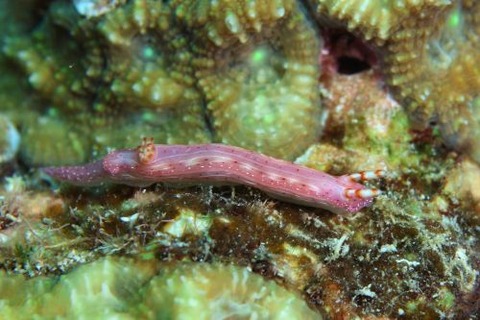 イロウミウシ科の1種