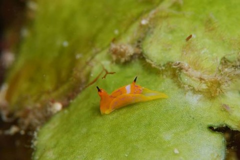 キマダラウミコチョウ