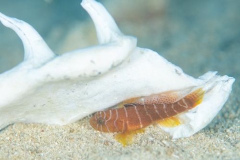 シライトベンケイハゼ