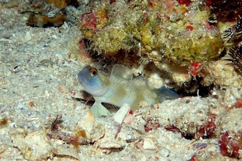 ズグロダテハゼ